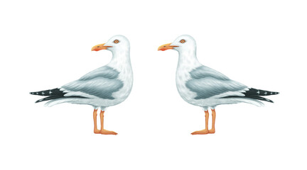 A realistic watercolor illustration of two seagulls standing on a white background.