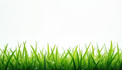 Obraz premium Fresh green grass blades stand out against bright white background. Transparent base perfect for product, brand promotion. Ideal for natural, eco concepts in design templates advertisement,