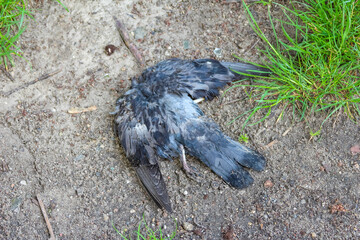 Dead bird lying on concrete pavement surrounded by green grass in urban environment