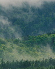 A serene and peaceful mountain wilderness scene, with morning fog clinging to the dense, green...