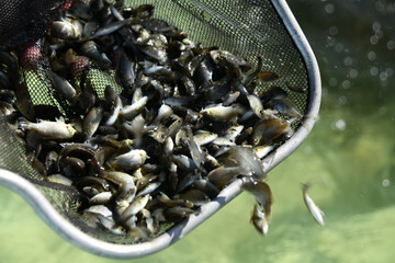 fingerlings of Sooty Grunters