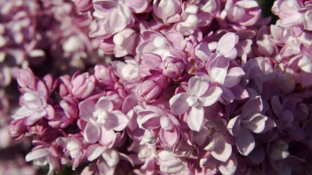 Detailed macro shot of 'Victor Lemoine' lilac inflorescences, showcasing clusters of tiny, delicate flowers in shades of white and light purple in its natural habitat.