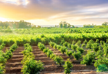 spring season farmland landscape of a beautiful sunset or sunrise garden with young little fruit treees in rows and scenic cloudy sky on background