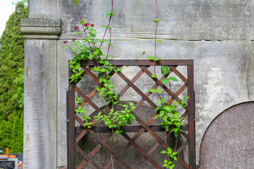 Wooden lattice garden gate with climbing plants growing through diamond-shaped openings