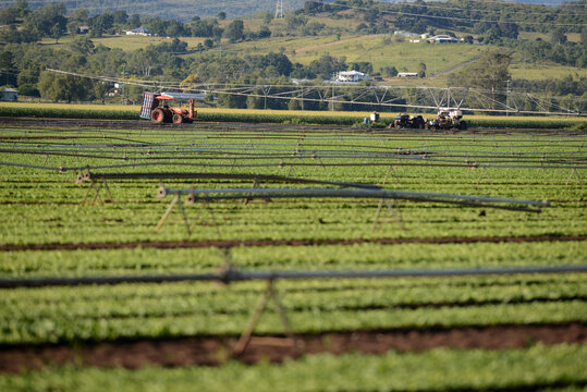 growing lettuce at Gatton