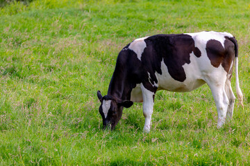 Young black and white Dutch cow standing and nibbling fresh grass on green meadow, Typical spring polder landscape in Holland, Open farm with dairy cattle on the field in countryside farm, Netherlands
