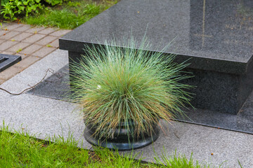 Ornamental grass plant in black container positioned on concrete surface creating modern minimalist...