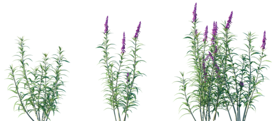 Set of Mexican bush sage (Salvia leucantha) frontal isolated png on a transparent background perfectly cutout high resolution	