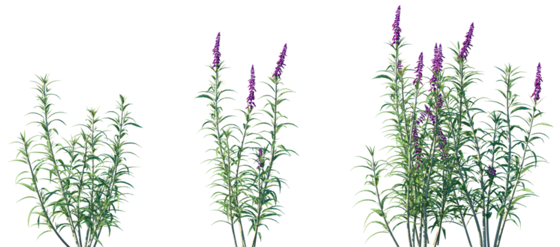 Set of Mexican bush sage (Salvia leucantha) frontal isolated png on a transparent background perfectly cutout high resolution	