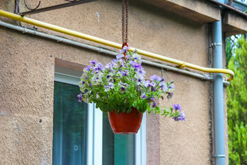 A vibrant purple and white petunia hanging basket suspended in front of a rustic, cream-colored building wall and green foliage.