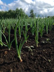 Green onions in the garden