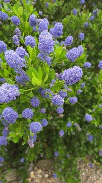 Foraging Bees on Ceanothus impressus Victoria_California Lilac in spring, honey plant 