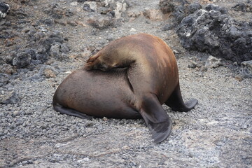 Streching sea lion