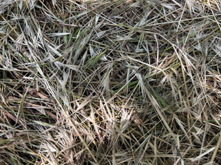 Dry straw texture background. Natural dried grass surface, organic hay field detail. Ideal for eco farm design, autumn themes or natural backgrounds.