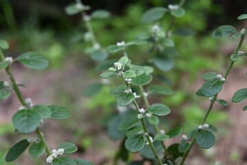 A twig of a mountain knotgrass plant that has flowers