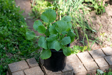 Cabbage seedlings growing in a pot ready to be transplanted. Urban Gardening, self sufficiency...