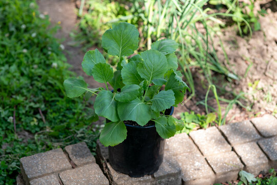 Cabbage seedlings growing in a pot ready to be transplanted. Urban Gardening, self sufficiency concept.