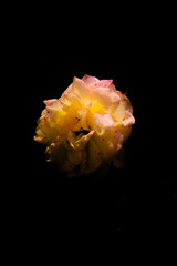 series on flowers in the light of sunset