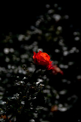 series on flowers in the light of sunset