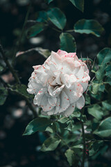 series on flowers in the light of sunset