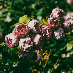 series on flowers in the light of sunset
