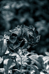 series on flowers in the light of sunset