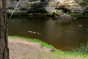 Spring Forest River Flowing Through Lush Green Woodland with Sunlight and Shadows