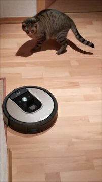 A curious cat watches a robot vacuum cleaner at work