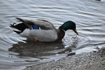 Obraz premium Ducks forage on river shore