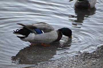 Ducks forage on river shore