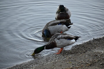 Fototapeta premium Ducks forage on shore