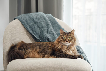A tabby cat rests on a modern armchair covered with a blue blanket in a well-lit room. Its gaze is...