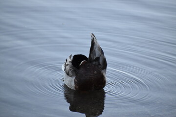 Duck grooming on river