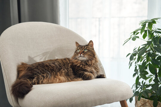 A tabby cat lies stretched out on a white chair in front of a window. The natural light highlights its stripes and relaxed posture.