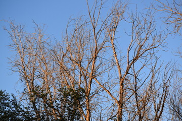 Obraz premium Branches against blue sky