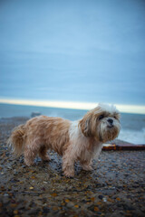 shih tzu dog is relaxing on the beach near the sea 
