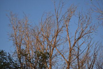 Obraz premium Branches against blue sky