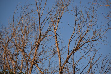 tree branches against blue sky