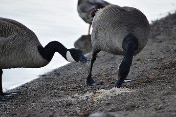 Canada Geese Eating Beach 