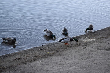 Fototapeta premium Ducks eating on shore