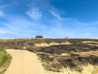 Dirt hiking trail winds through a dry hillside covered in large patches of blackened ground, the result of a recent prescribed burn conducted to manage vegetation and reduce wildfire risk