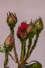 Aphids pest colony close up. Rosebuds covered in aphids. Macrosiphum rosae