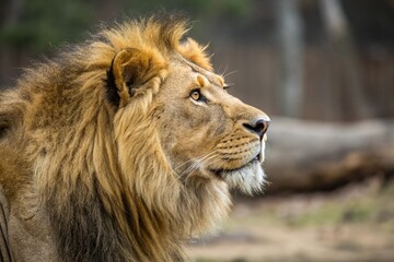 Fototapeta premium lion