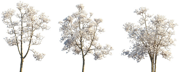 Set of Yulania denudata (Magnolia denudata, the lilytree, Yulan magnolia) blossoming trees frontal isolated png on a transparent background perfectly cutout © Viktoria