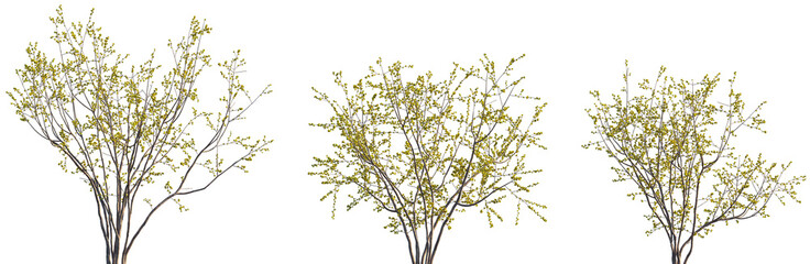 Set of Chimonanthus praecox (also known as wintersweet and Japanese allspice) blossoming trees...
