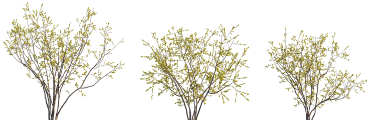 Set of Chimonanthus praecox (also known as wintersweet and Japanese allspice) blossoming trees frontal isolated png on a transparent background perfectly cutout