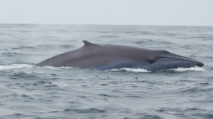 Fototapeta premium whale in the sea