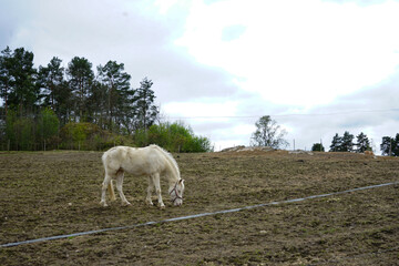 White horse grazing in open field.