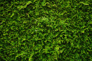 Green thuja hedge texture background, close-up.