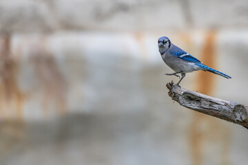 Blue jay stepping at the end of branch
